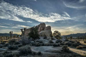 Joshua Tree