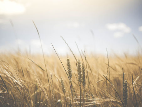 The Month of Tammuz