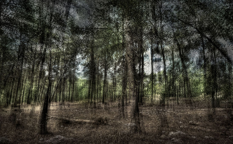 FORREST