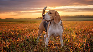 overview_training-puberhond.jpg