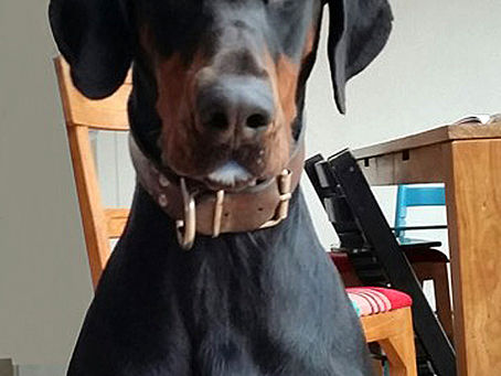 EEN LIEVE STUITERBAL EN TREKPAARD - Heiloo (N. Holland)