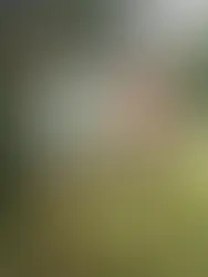 Het Witte Veen