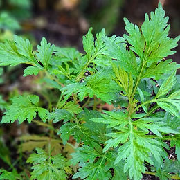 Mugwort