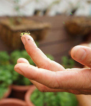 Mantis on finger