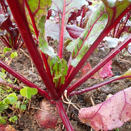 Beet root
