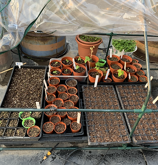 Seedlings in nursery area