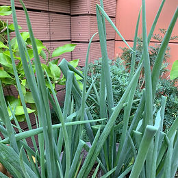 Spring Onion
