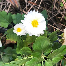 Chrysanthemum