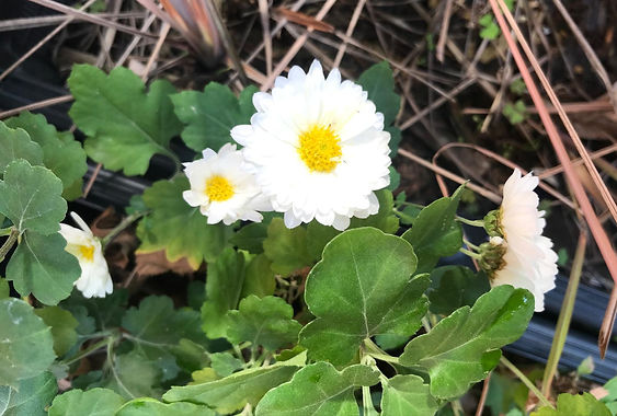 Chrysanthemum