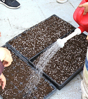 Watering seedlings