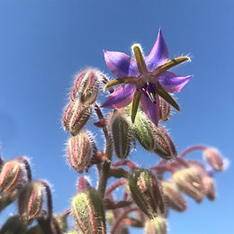 Borage