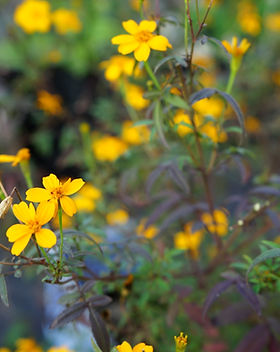 Mexican marigold