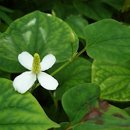 Houttuynia Cordata