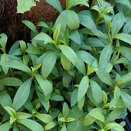 Tarragon