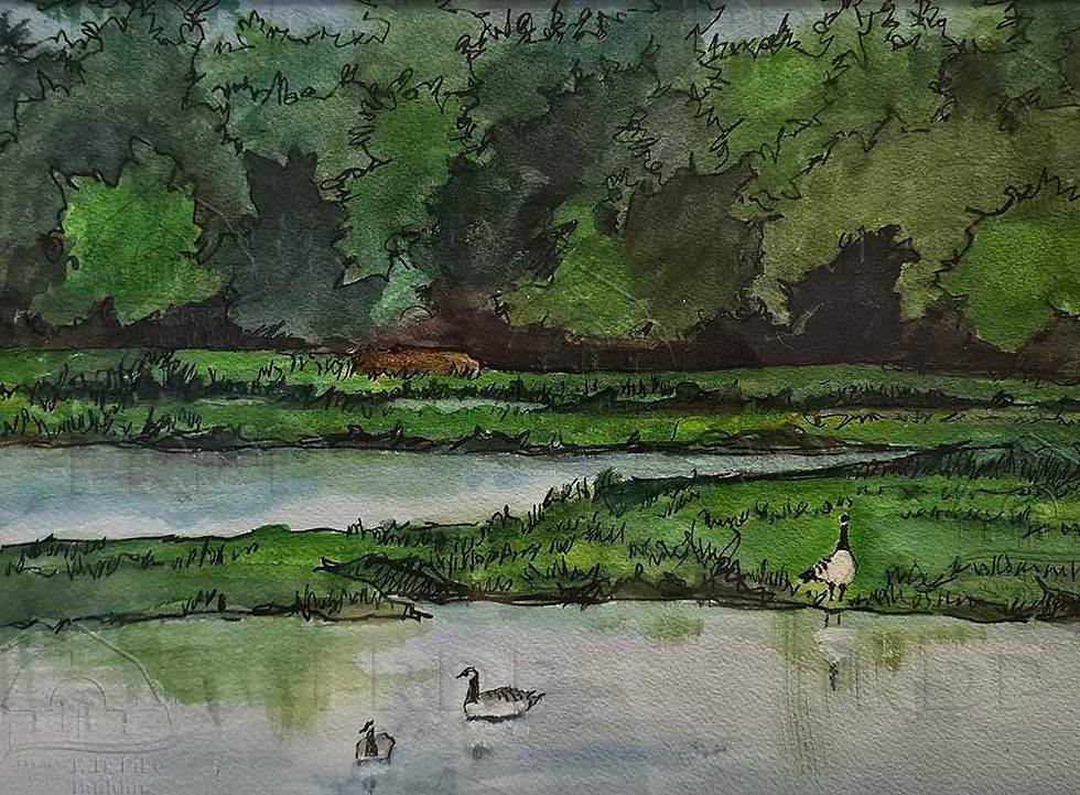 Ducks on the holding ponds in a lush, green setting