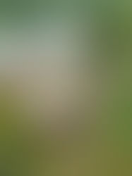 Aerial view of the Les Voigt Fish Hatchery in Bayfield.