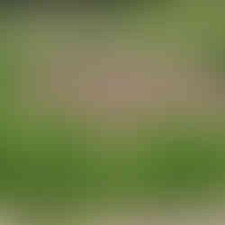 Planting ring sprouting spring greenery