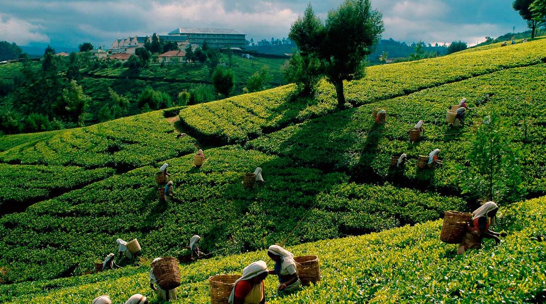 Teeplantagen Ceylon Sri Lanka