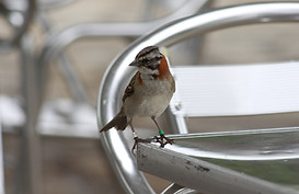 Chincol 3_edited.jpg