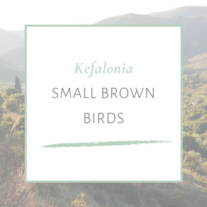 SMALL BROWN BIRDS