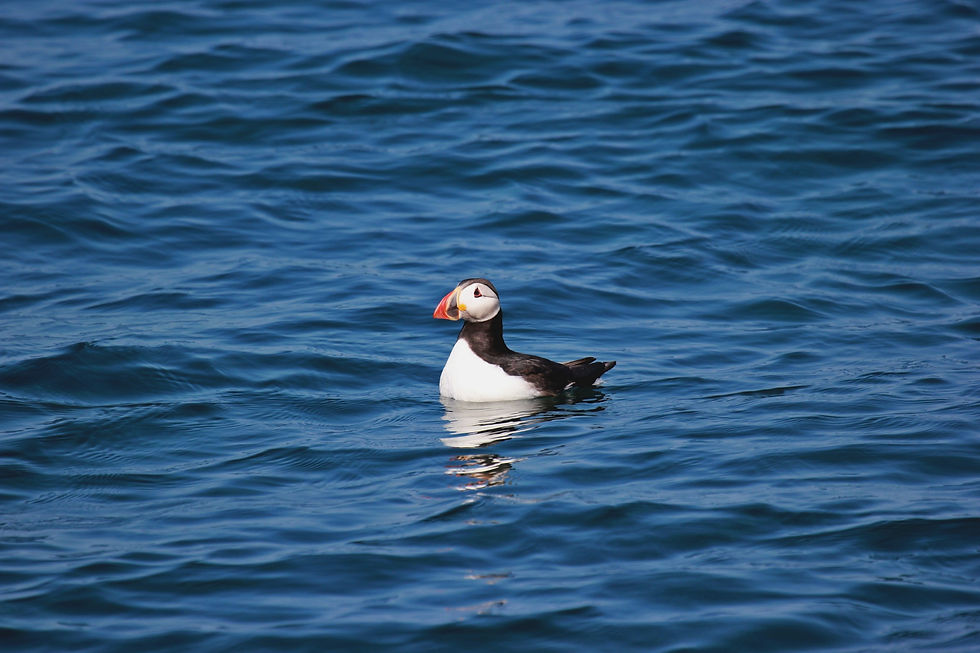 puffin in ocean