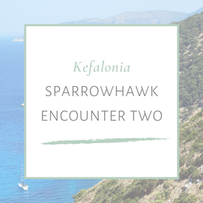 SPARROWHAWK ENCOUNTER TWO