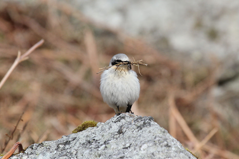 wheatear on rock