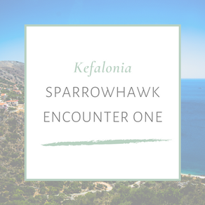 SPARROWHAWK ENCOUNTER ONE