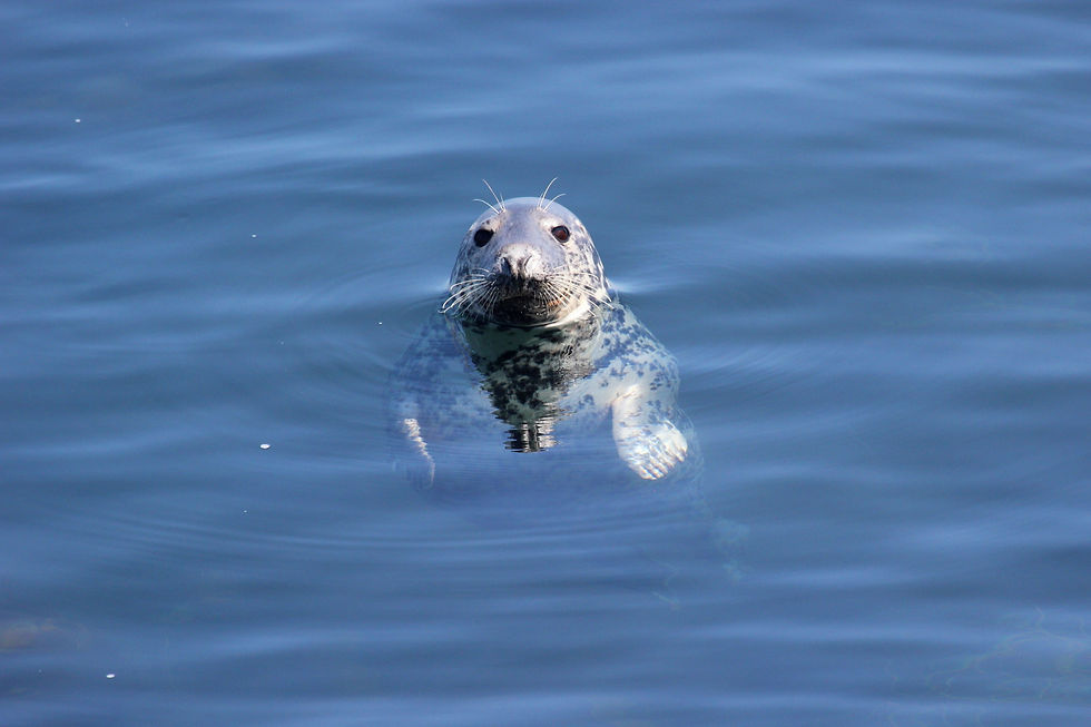 Grey seal