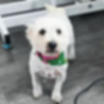 Phoebe