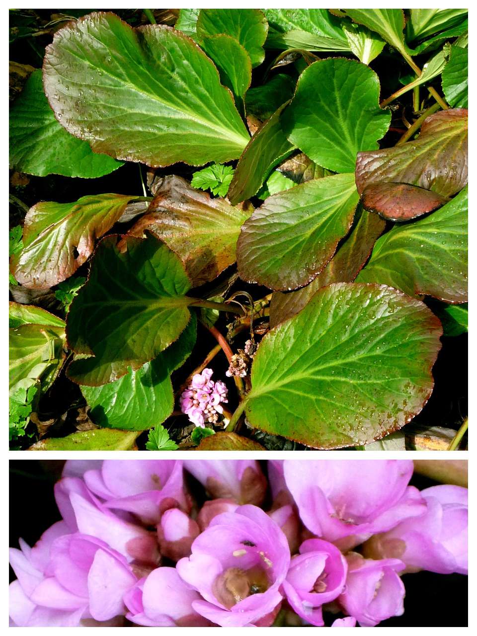 Delosperma