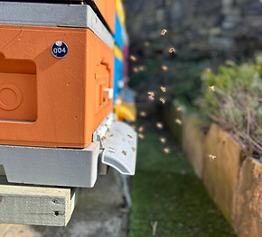 DunnyBees Apiary