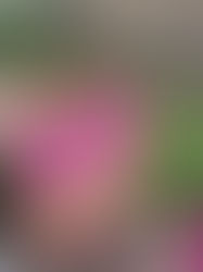 New for 2024- DunnyBees "Bee Experience Days" 