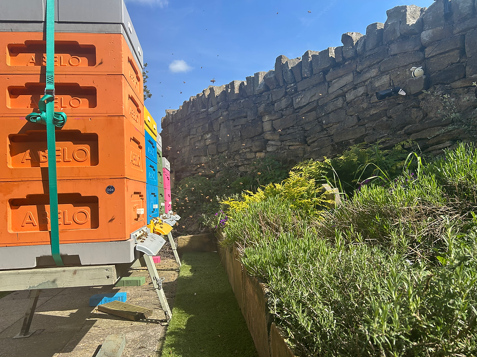 DunnyBees Apiary