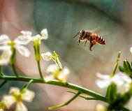 Flying honeybee