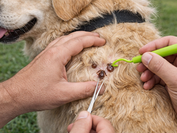 Can Pets Get Alpha-gal Syndrome?