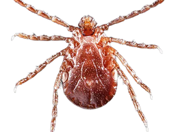 Beyond the Lone Star Tick? Two Patient-Reported Alpha-gal Cases Following Asian Longhorned Tick Exposure