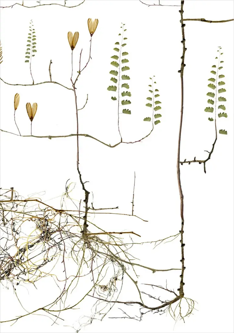Thumbnail: Moth Tree / Malträd