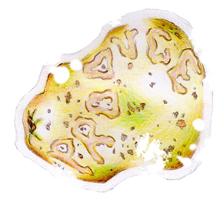 Produce Potato Ripped.png