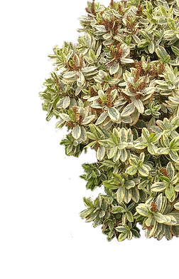 New Composition_2021-02-25 23-54-43.png