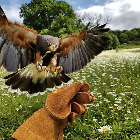 Hawk flying experience in Bath - a very unique tour in Bath!