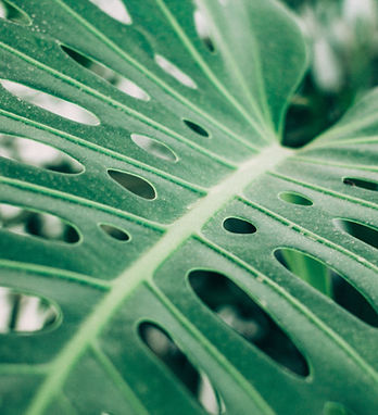 Feuille de palmier tropical