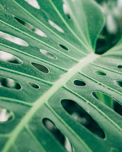 Tropical Palm Leaf