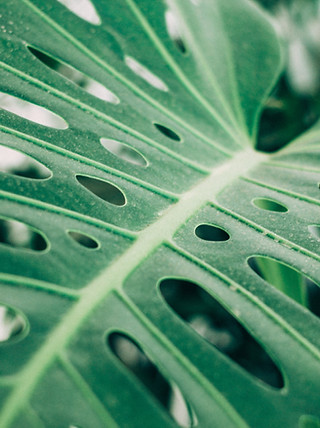 Tropical Palm Leaf
