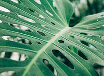 Tropical Palm Leaf
