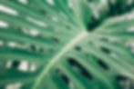 Tropical arrangement monstera, interior plant service