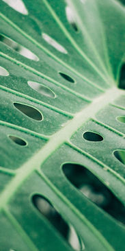 Hoja de palma tropical