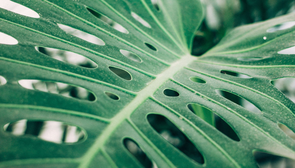 Tropical Palm Leaf