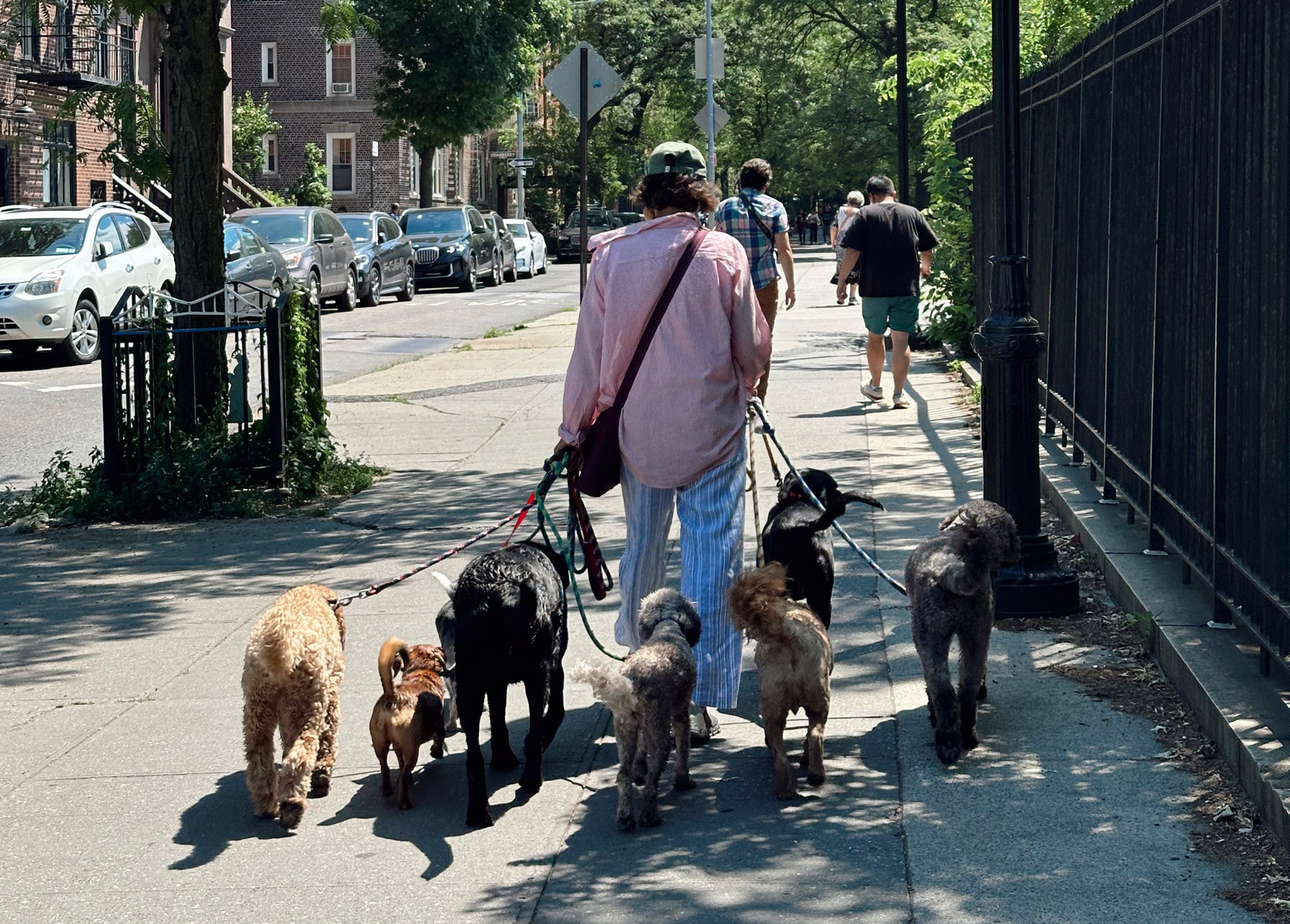 Dog walker in rain boots and coat walking multiple dogs