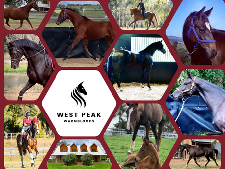 The Saddlefitter Brisbane CDI - 2023